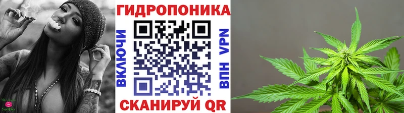 Марихуана гибрид  Кола 